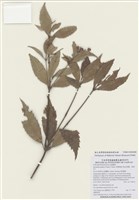 藏品(紅果金粟蘭)的圖片